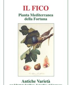 Il fico pianta mediterranea della fortuna